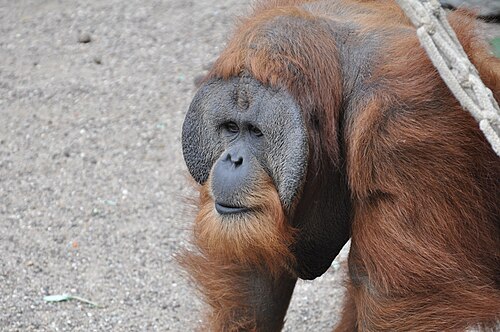 An adult male Sumatran orangutan