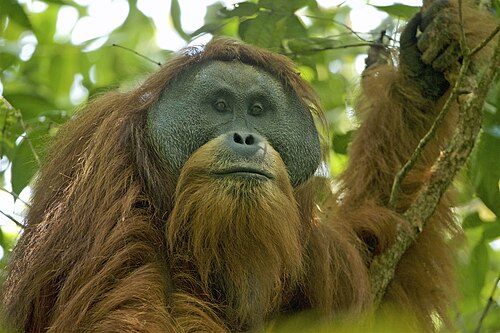 An adult male Tapanuli orangutan