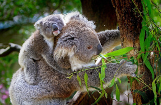 baby koala on mother's back