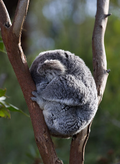 koala bear in a tree