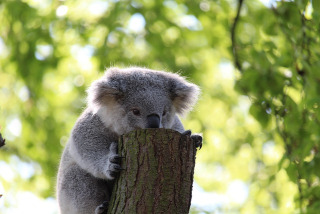 koala bear gripping a log