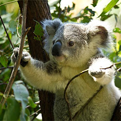 Ella the Koala