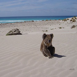 Ella the Koala