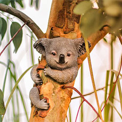Ella the Koala