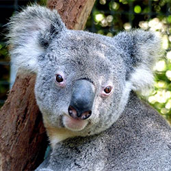 Ella the Koala