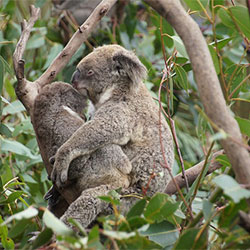 Ella the Koala