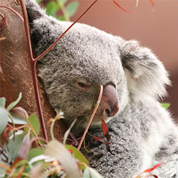 Ella the Koala