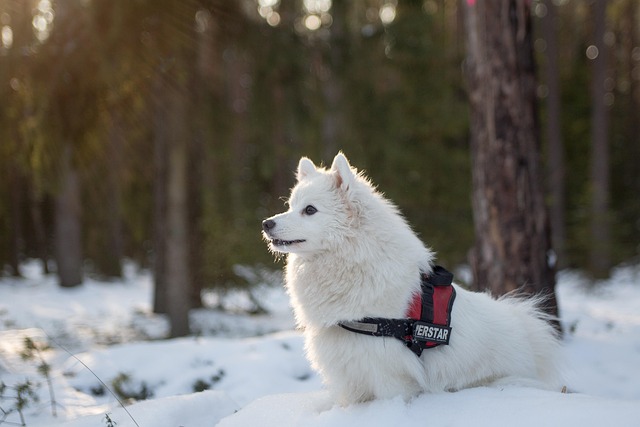 a Samoyed