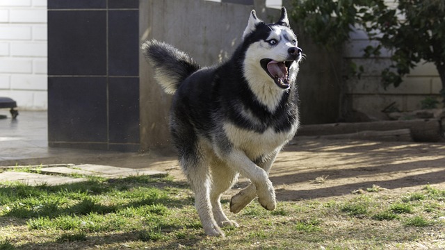 a Siberian husky