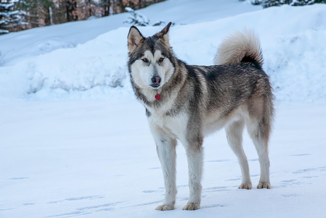 an Alaskan malamute